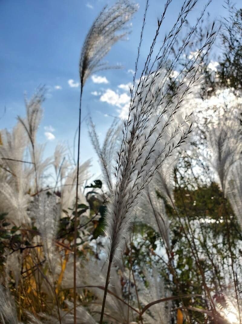 Miscanthus cukroplodý 9