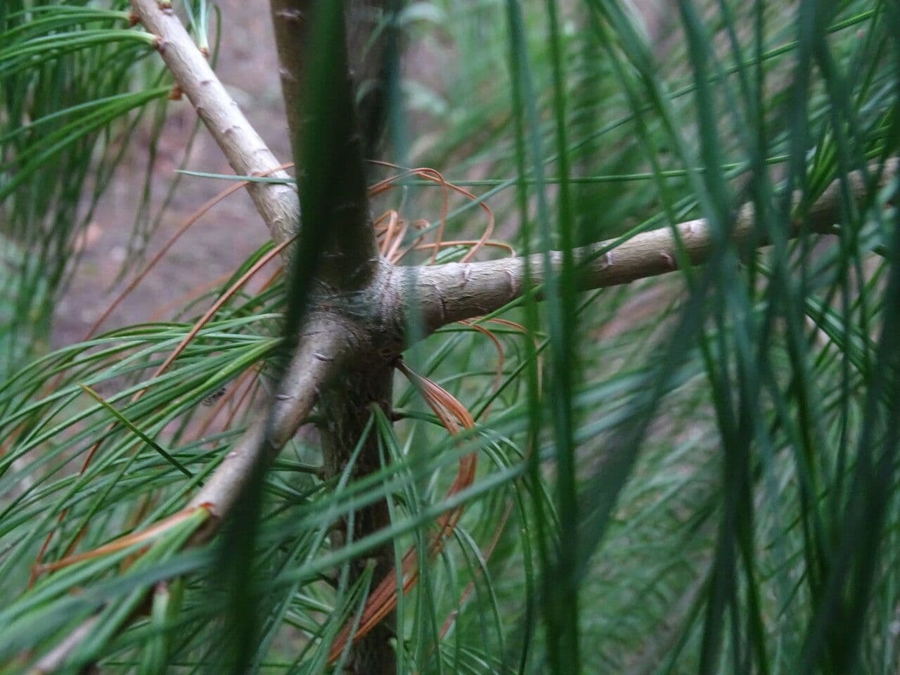 Fenzels Weißkiefer 3