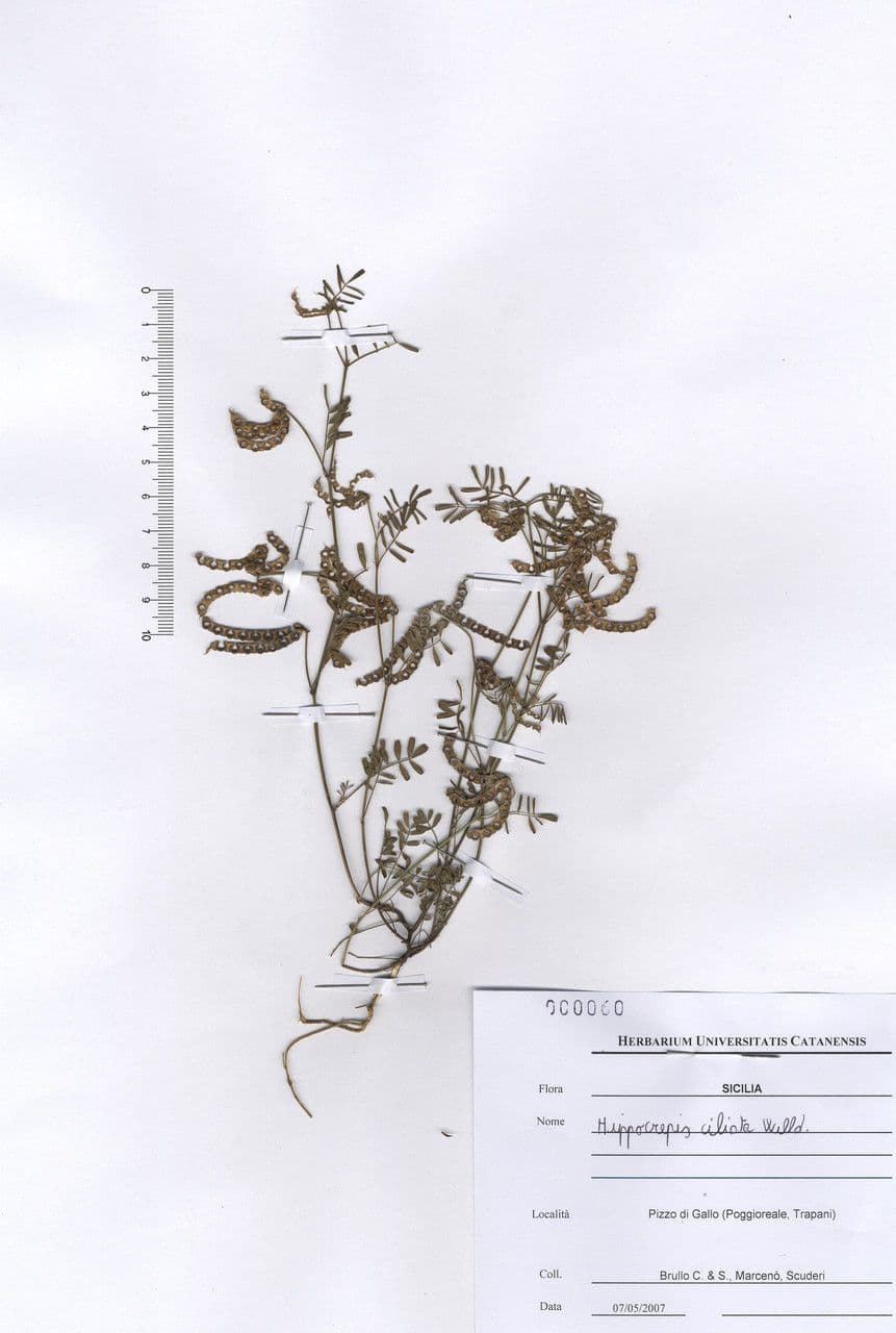 Ipocrepidi ciliata 17