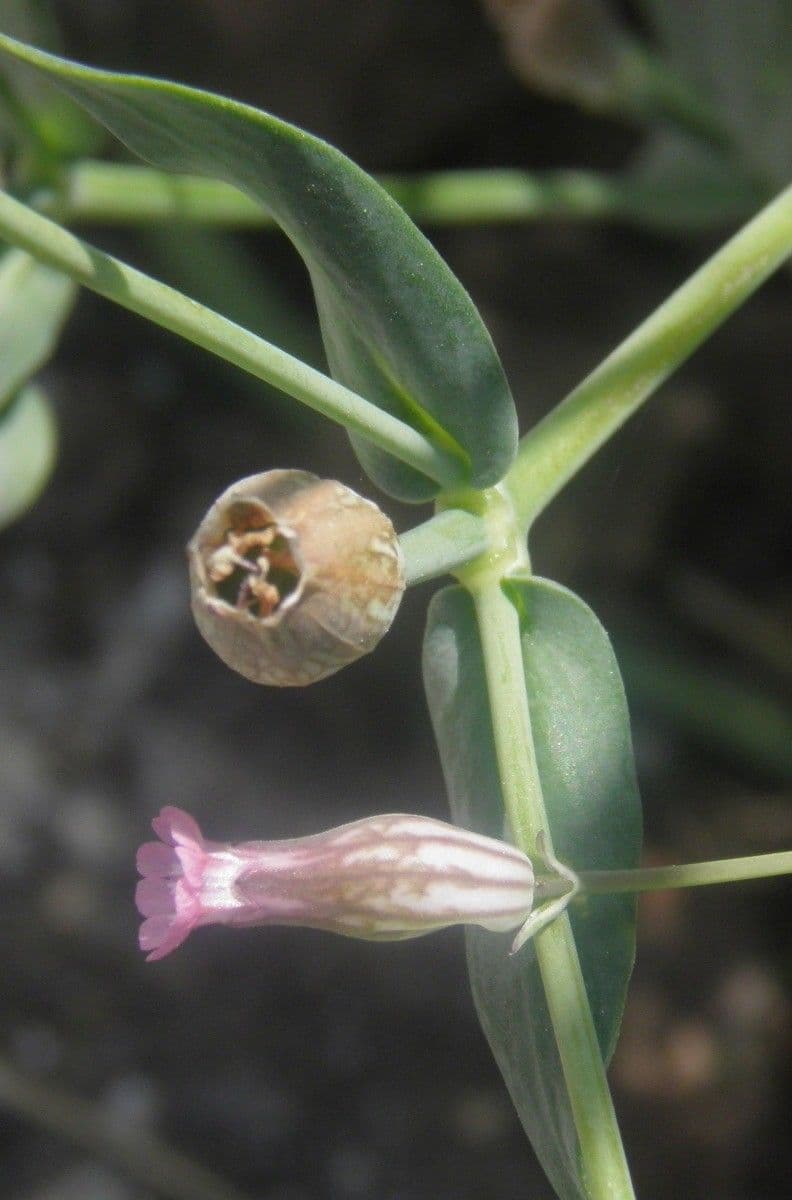 Silene pelosa 2