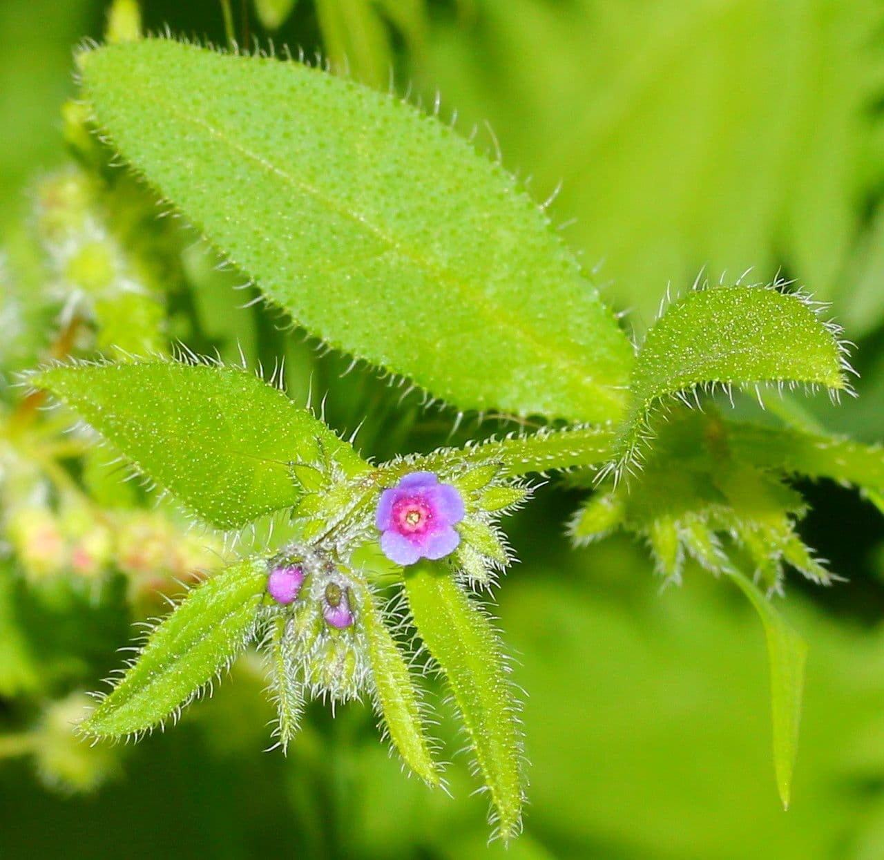 Lappola aspera 28