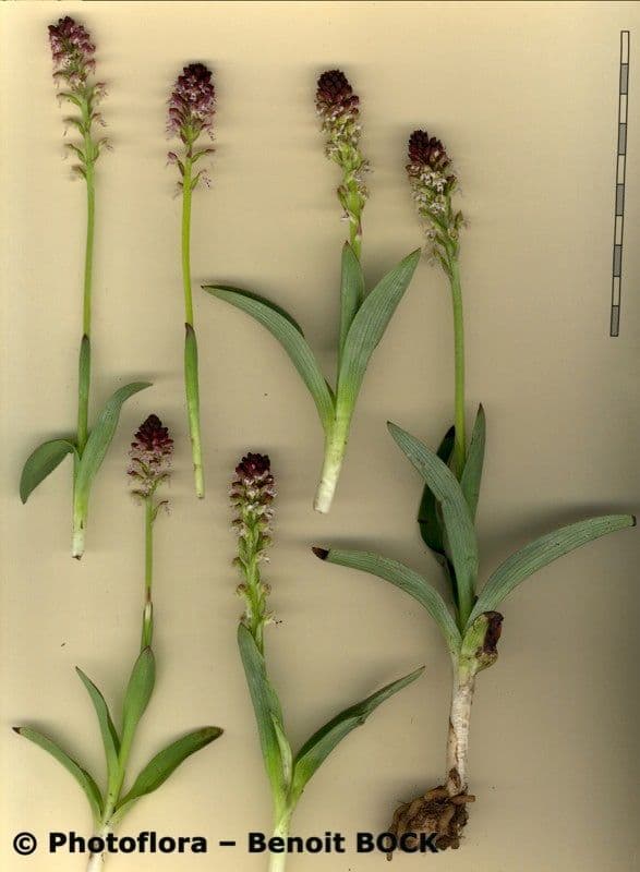 Orchide bruciacchiata 25
