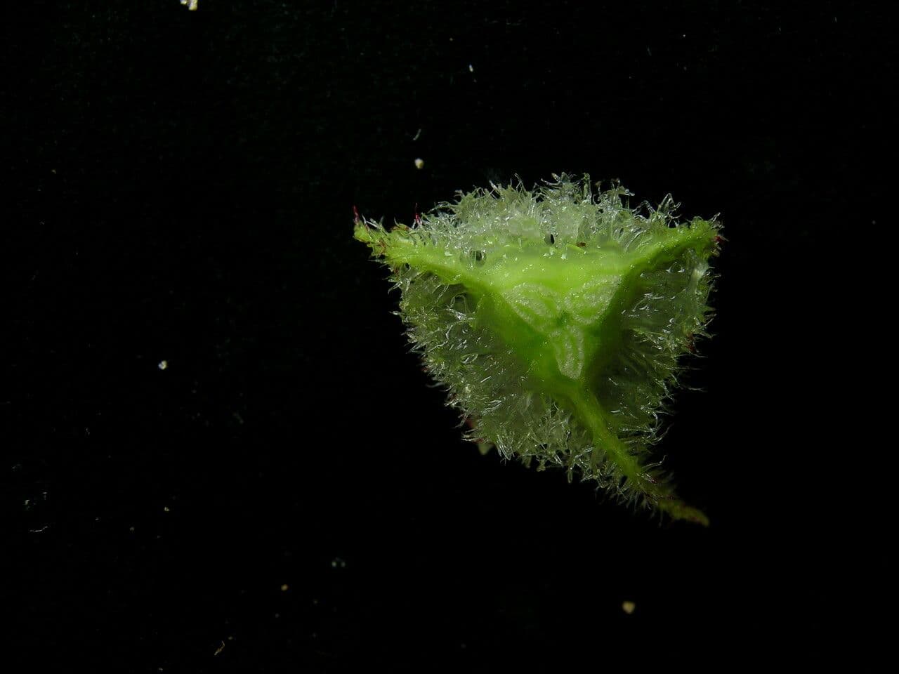 Begonia dipinta 7
