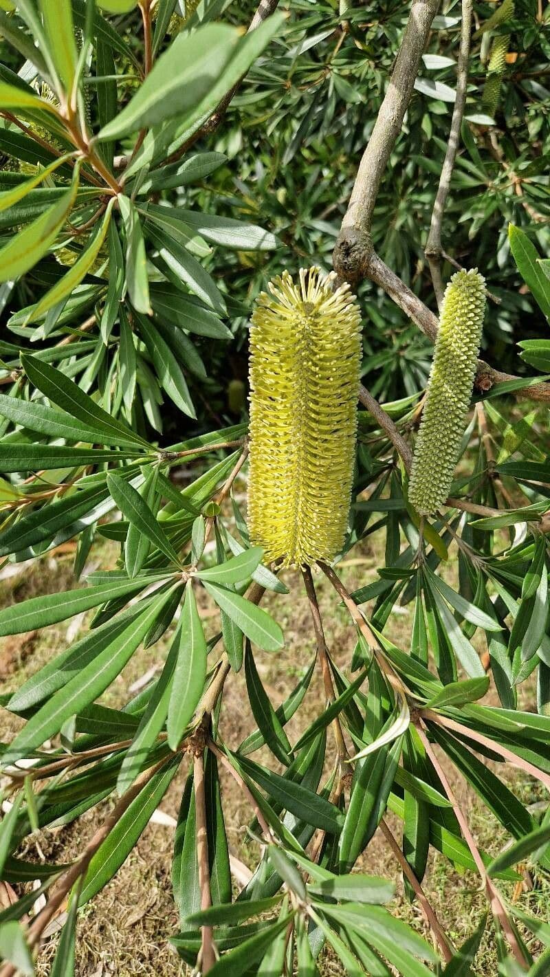 Banksia integrifolia 5