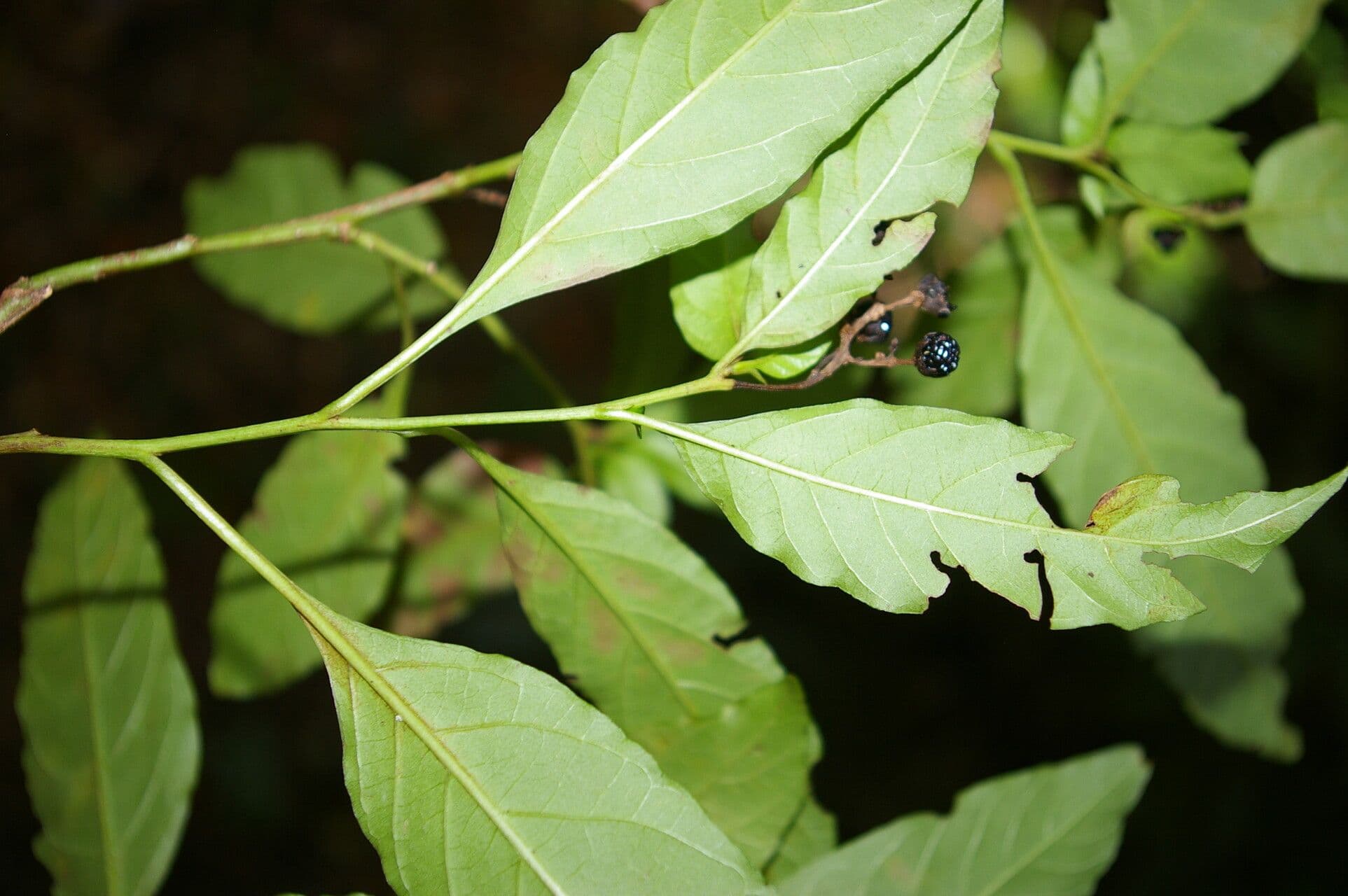 Pleuropetalum 8