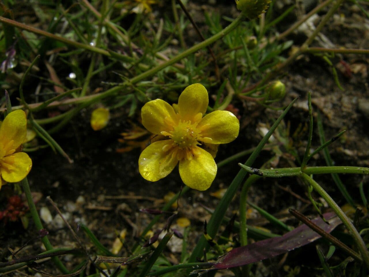 Ranuncolo 3