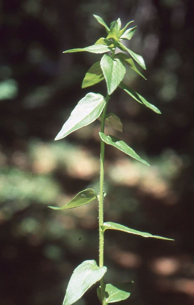 Campanula 14