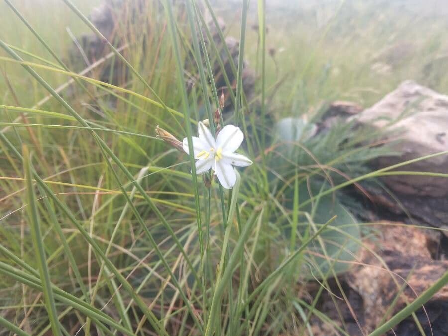 Aristea