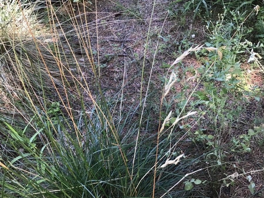 Vousovka kantabríjska