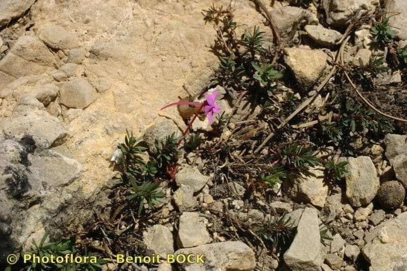 Violette 6