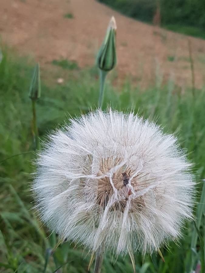 Großer Bocksbart 3