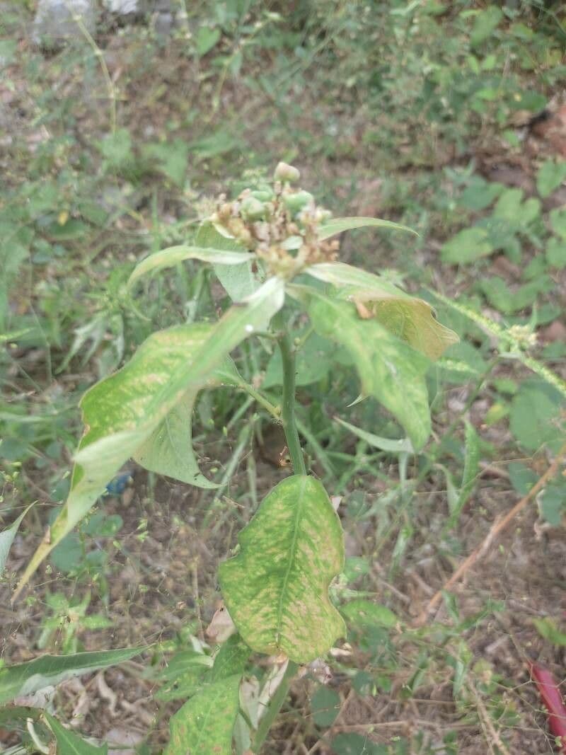 Lechero 20