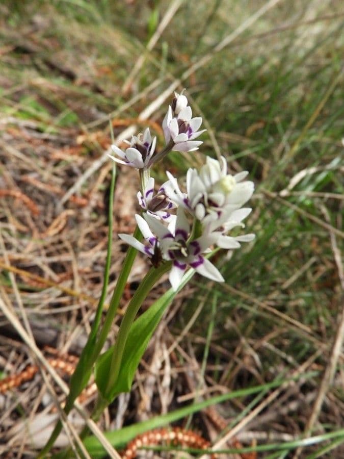 Wurmbea dwupienna