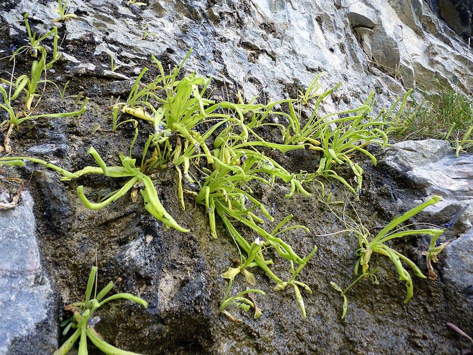 Pinguicula 10
