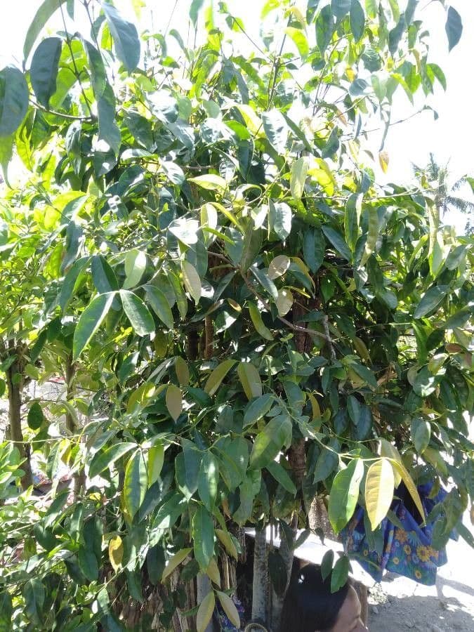 Gnetum gnemon 13