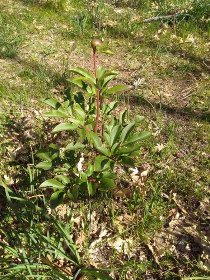 Echte Pfingstrose 22