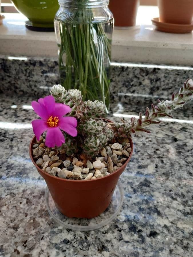 Portulaca 3
