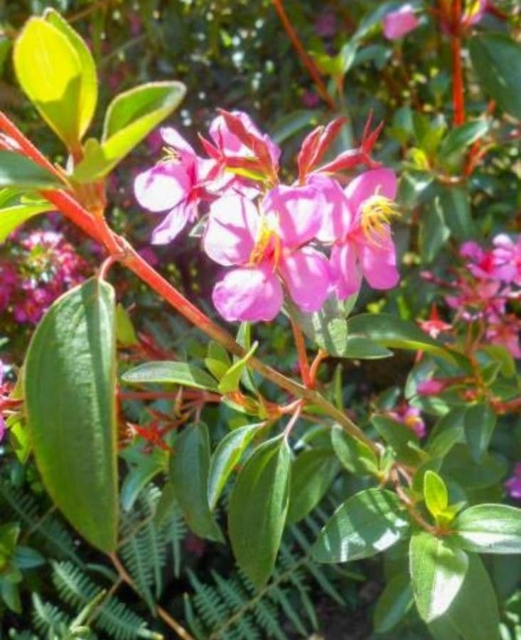 Tibouchina fraterna