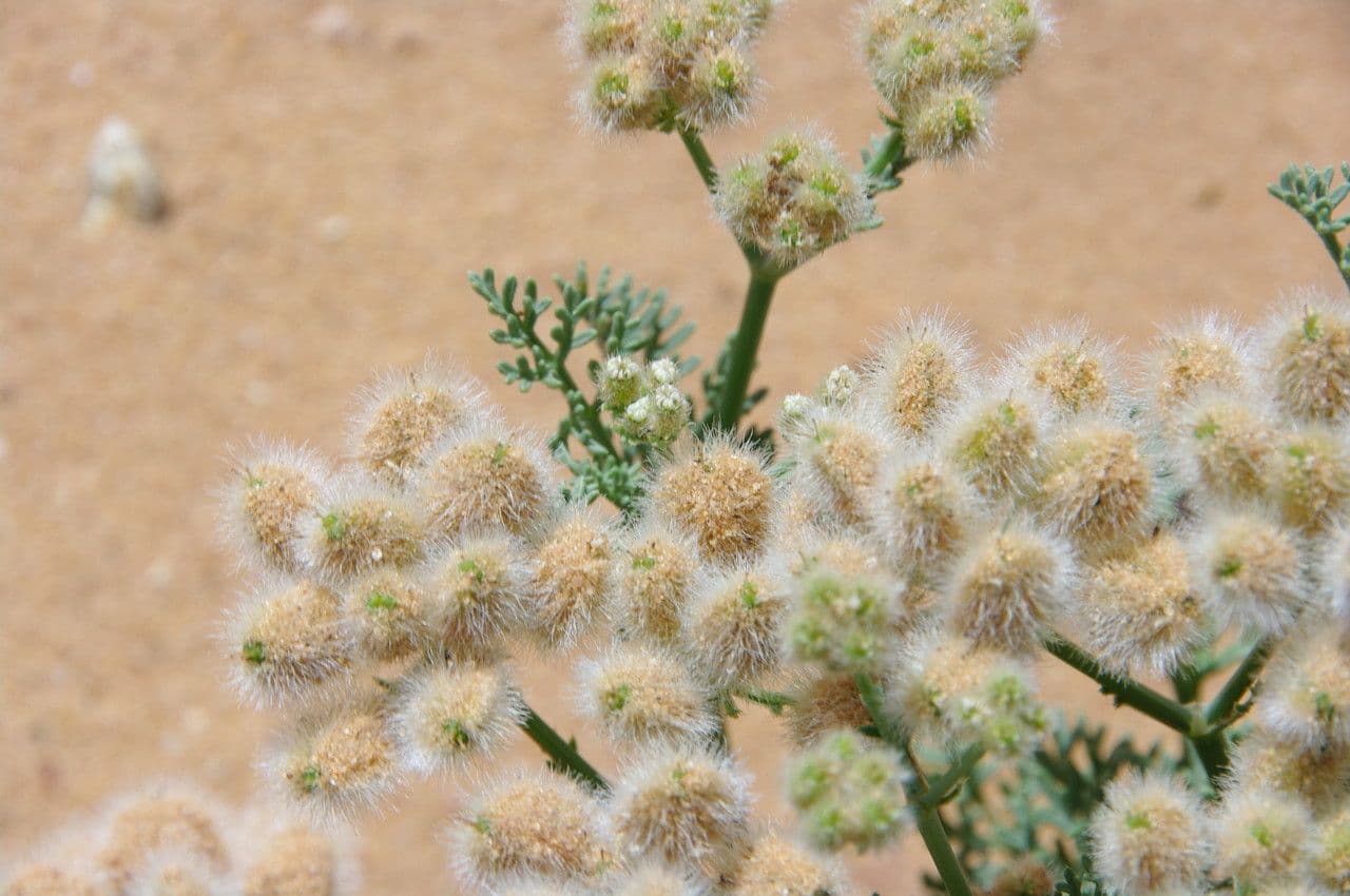 Ammodaucus 2