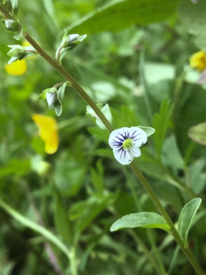 Veronica serpilifolia 30