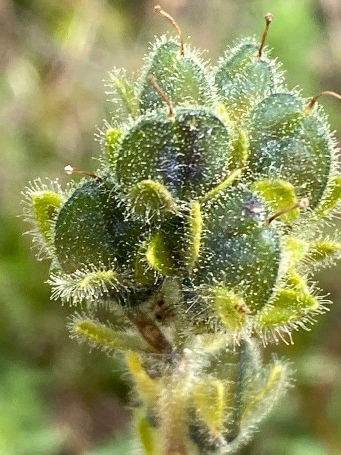 Veronica bellidioides