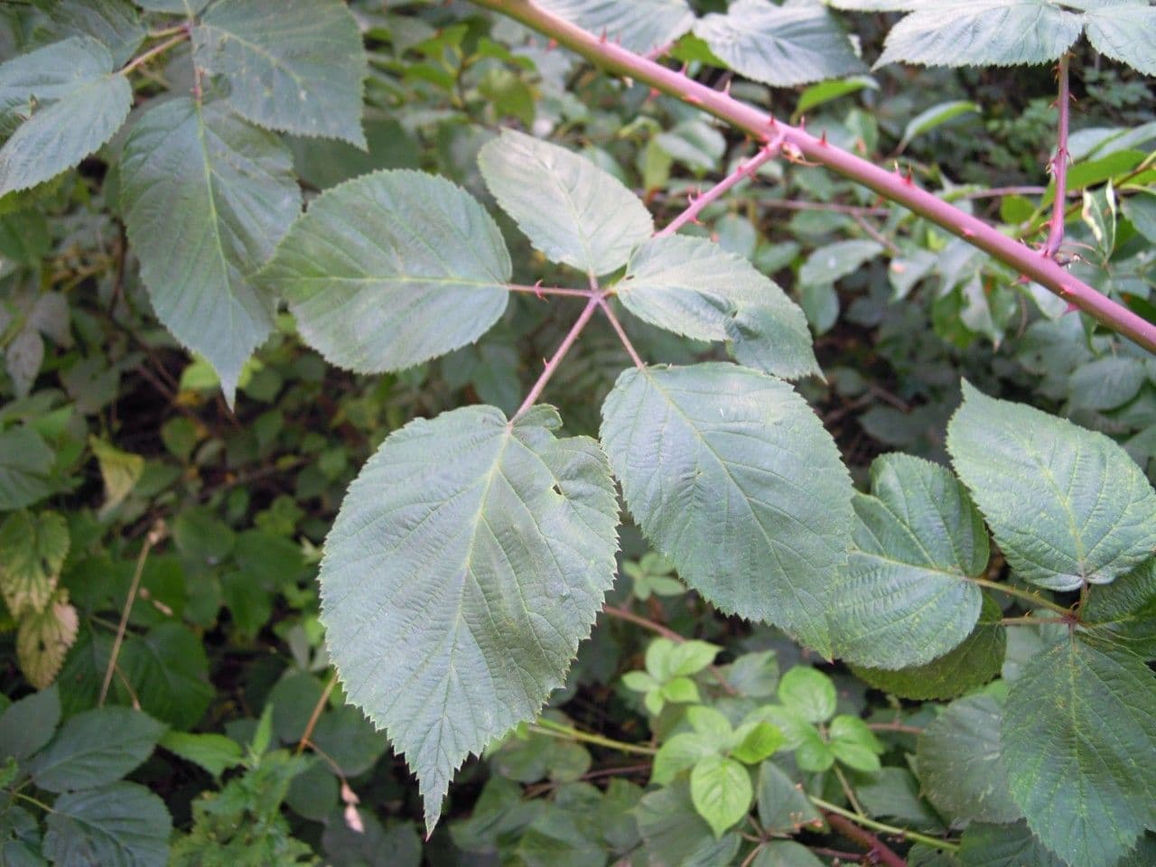Rovo 4