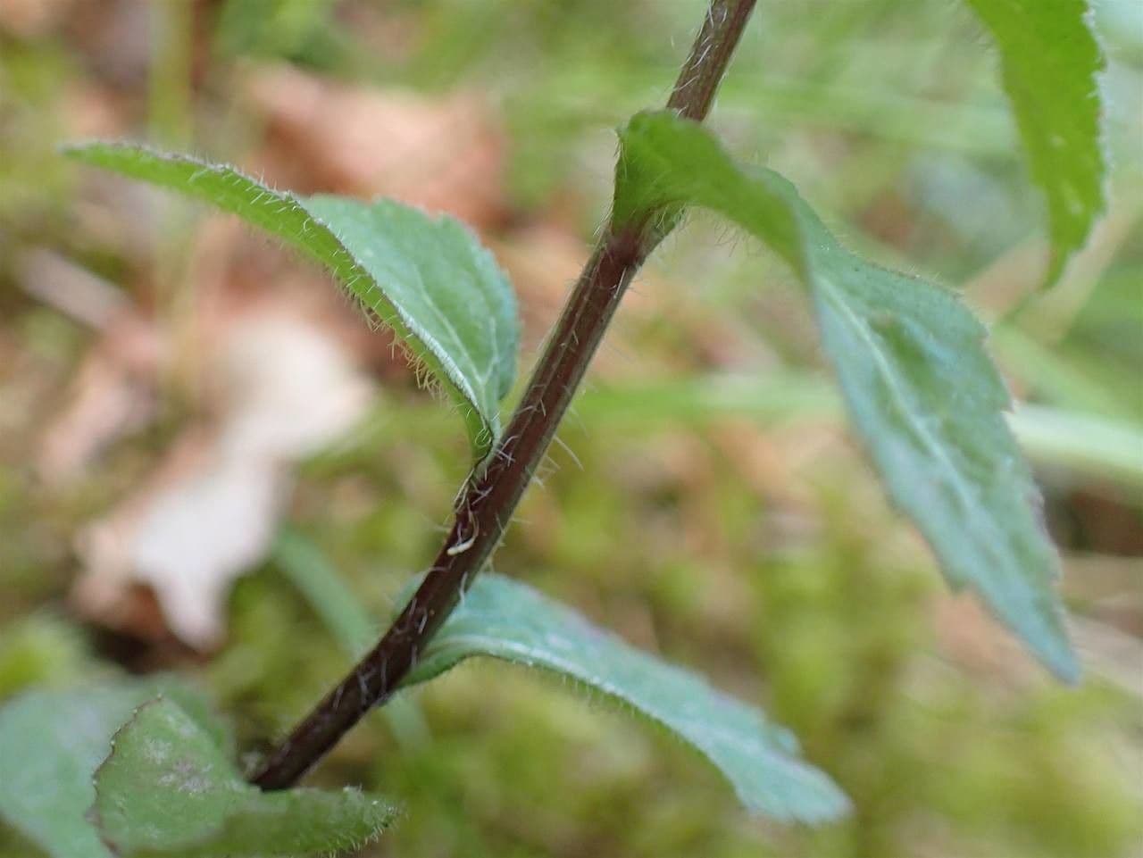Campanula romboidale 19