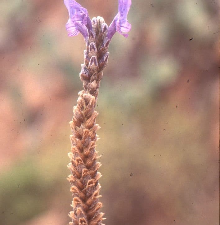 Lavanda 6