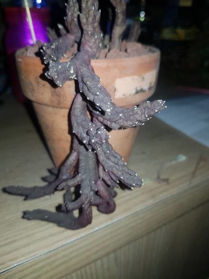 Stapelia 11