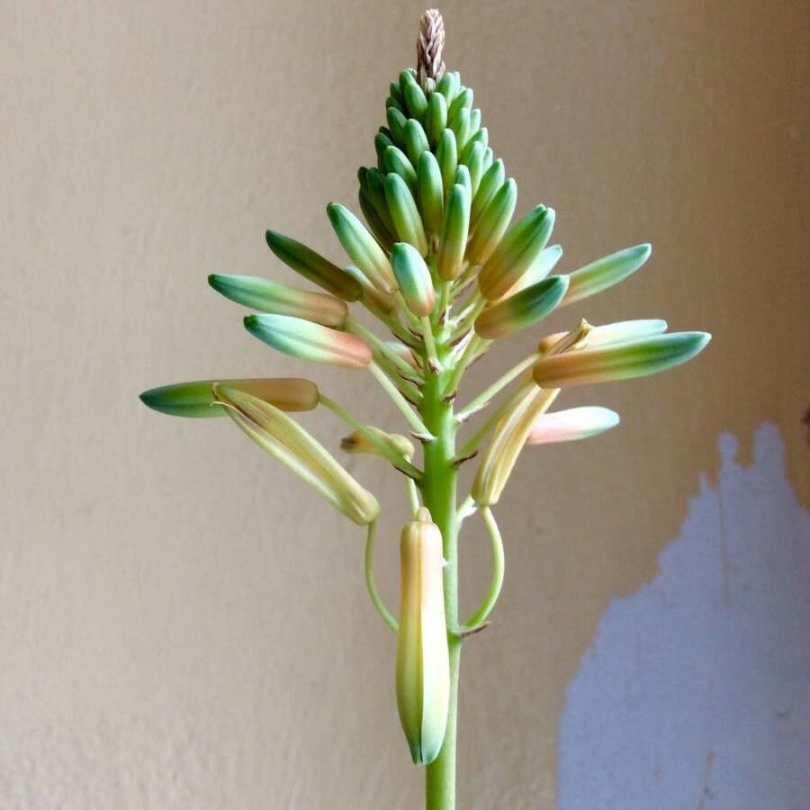 Aloe vera 6