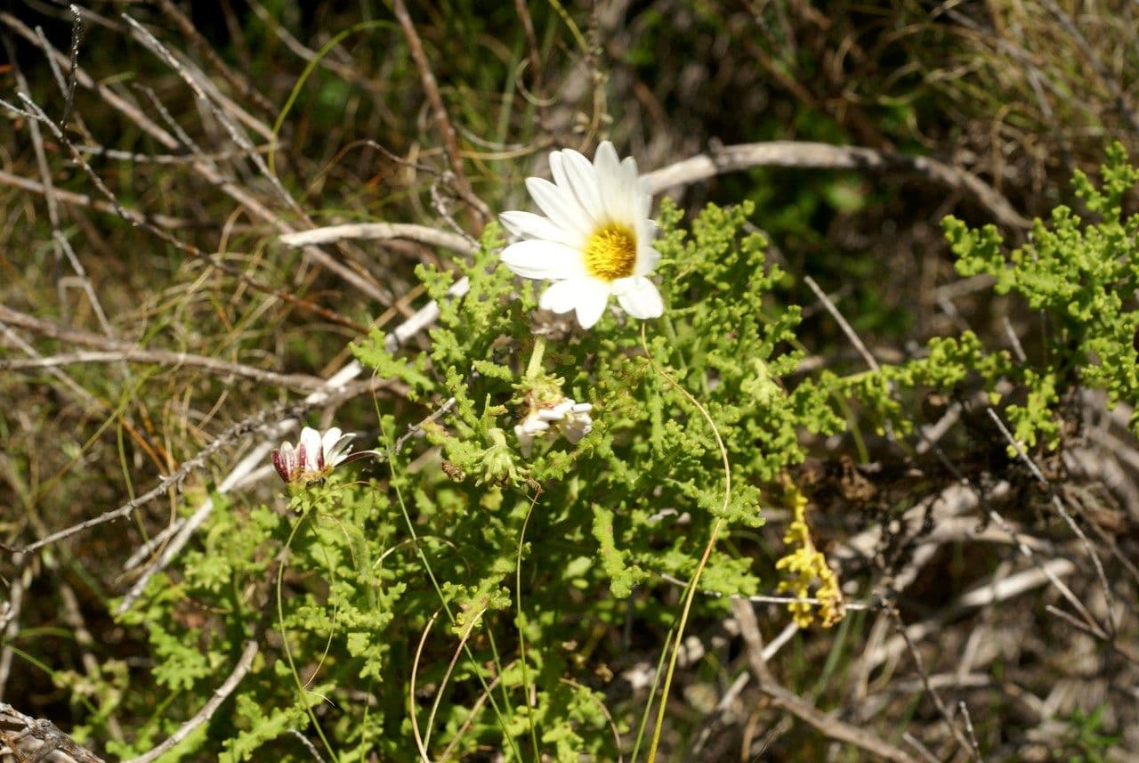 Strahlenkäppchen 7
