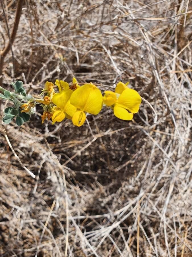 Crotalaria 4