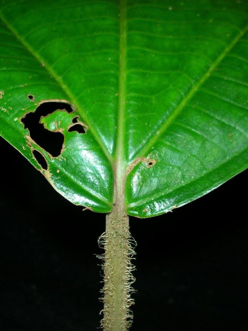Conostegia 5