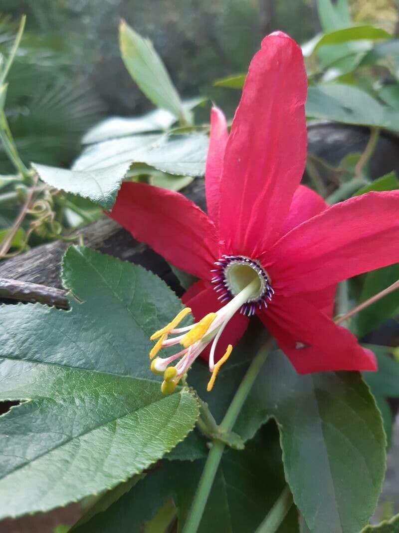 Pasiflora roja 6