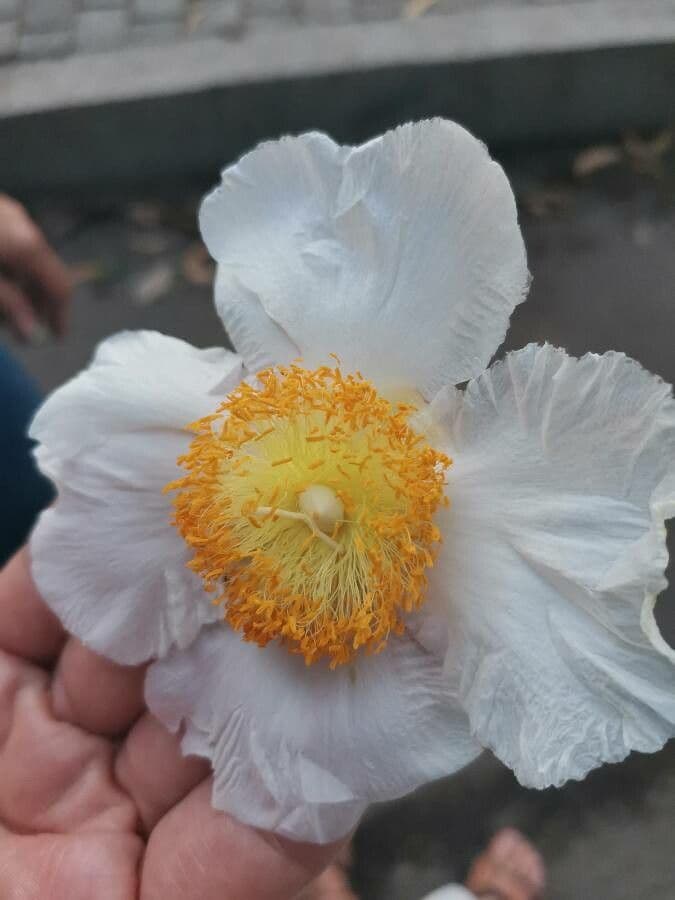 Fried-egg tree 6