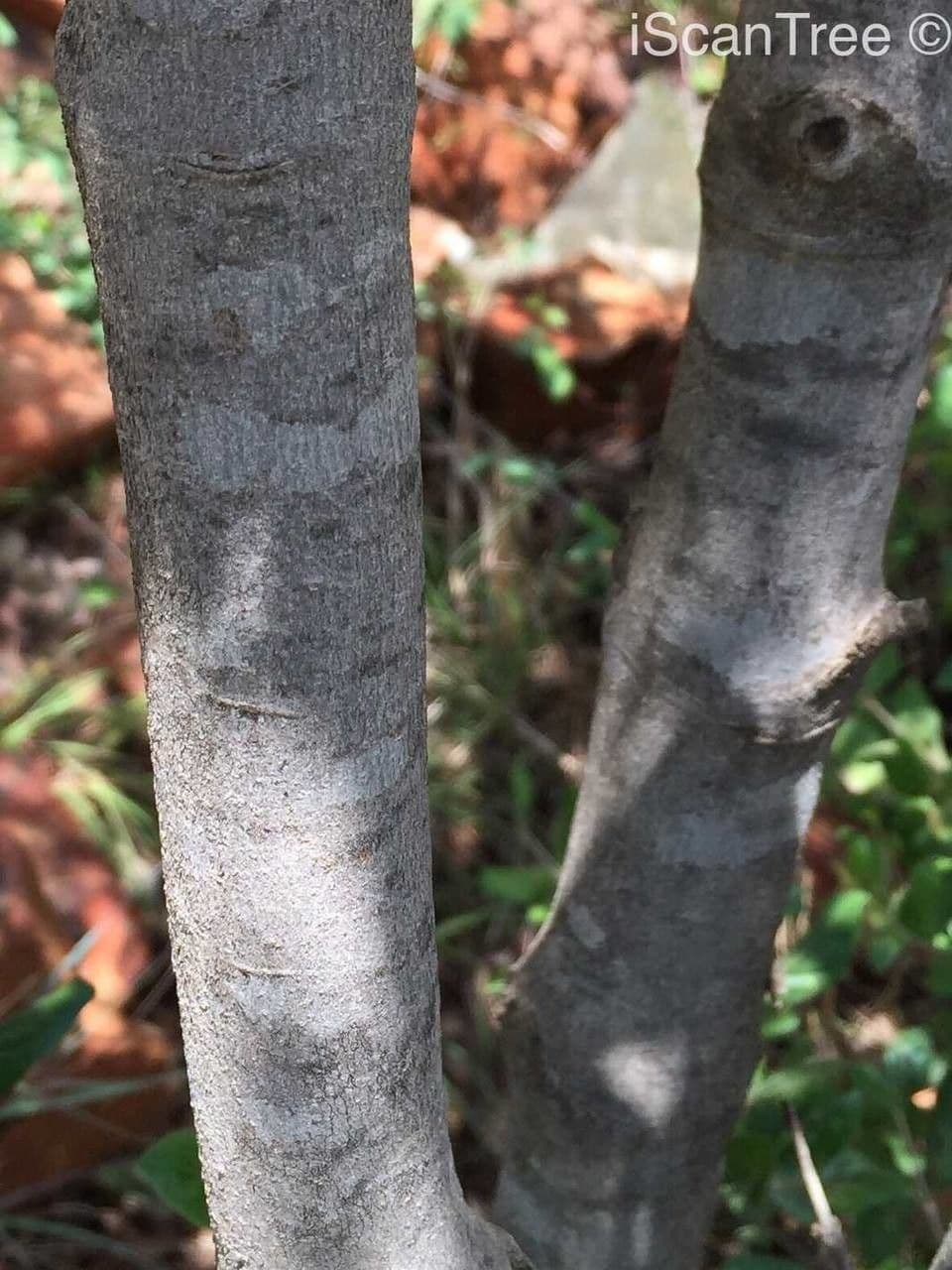 Afrocanthium 16