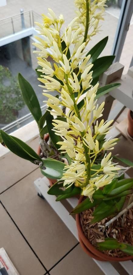 Dendrobium 3