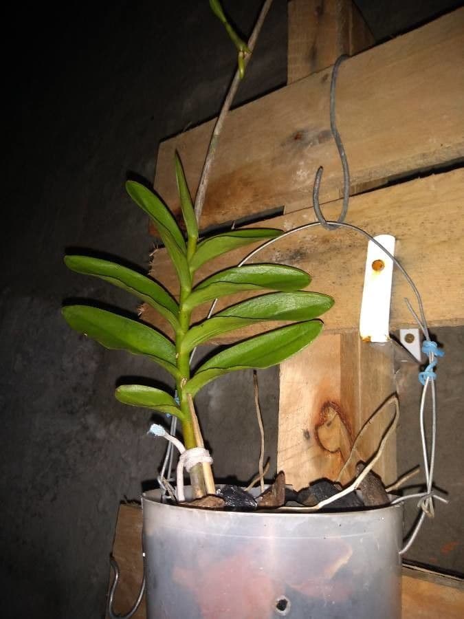 Epidendrum ibaguense 16