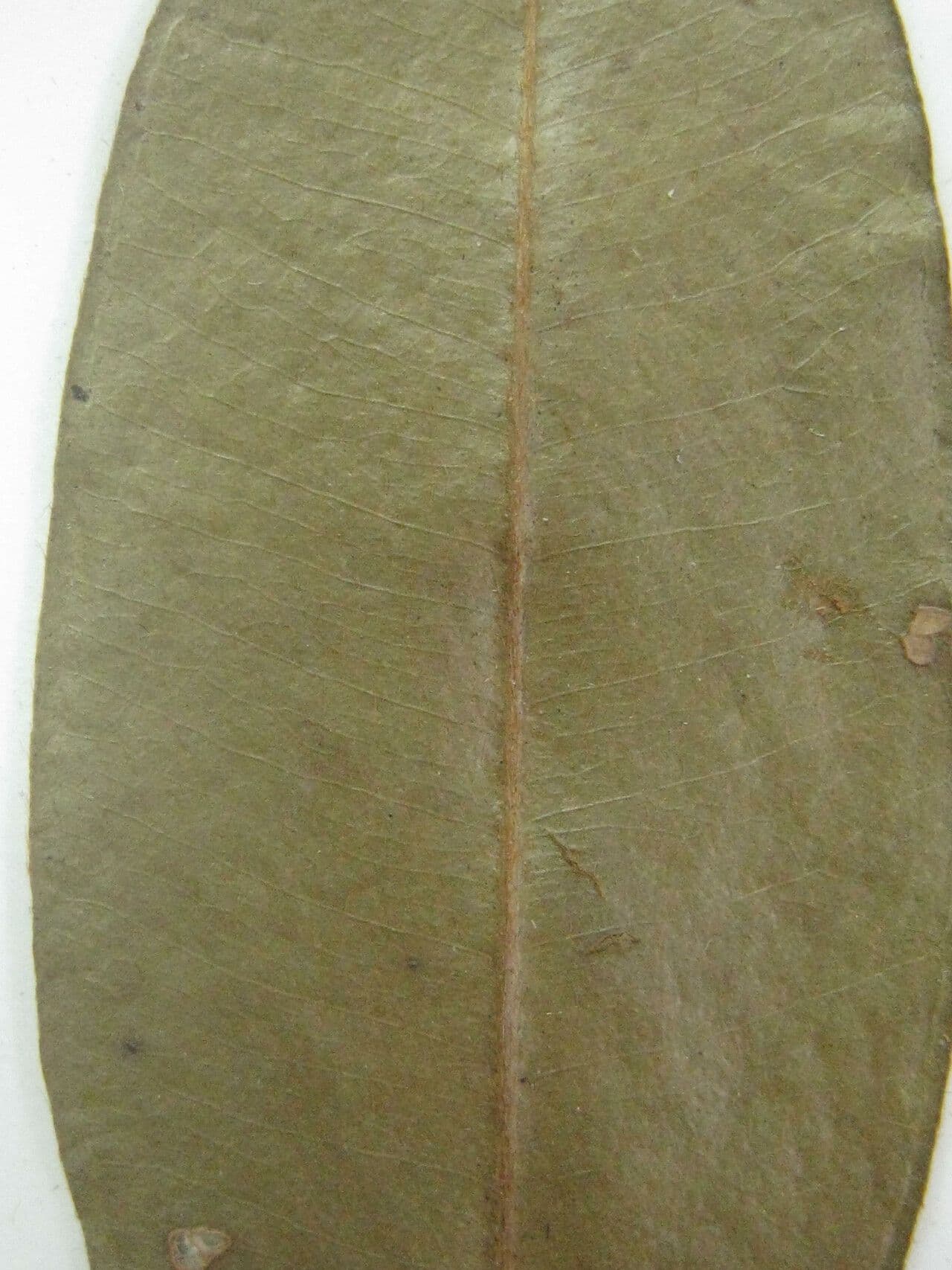 Myrcia bracteata 6