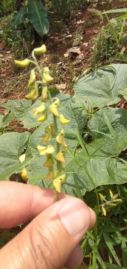 Crotalaria trichotoma 10