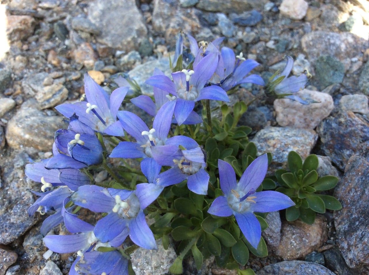 Campanula di Cenis 4