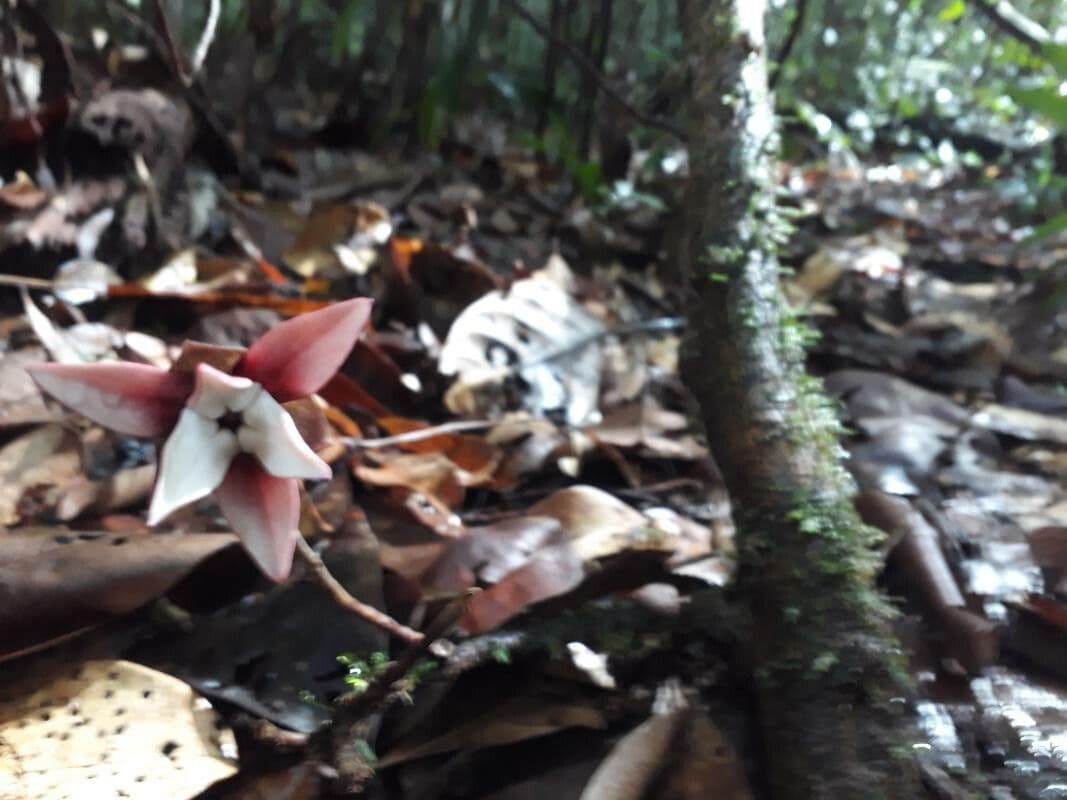 Duguetia 4