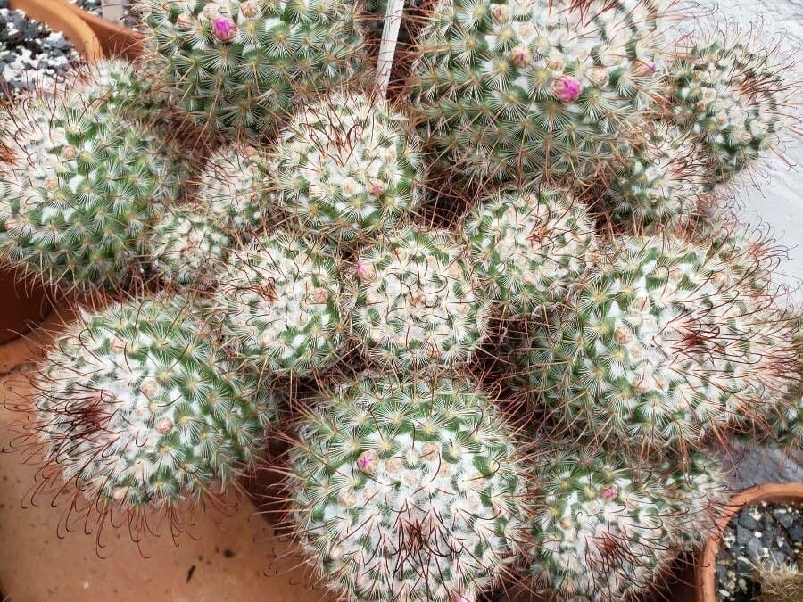 Cactus 7