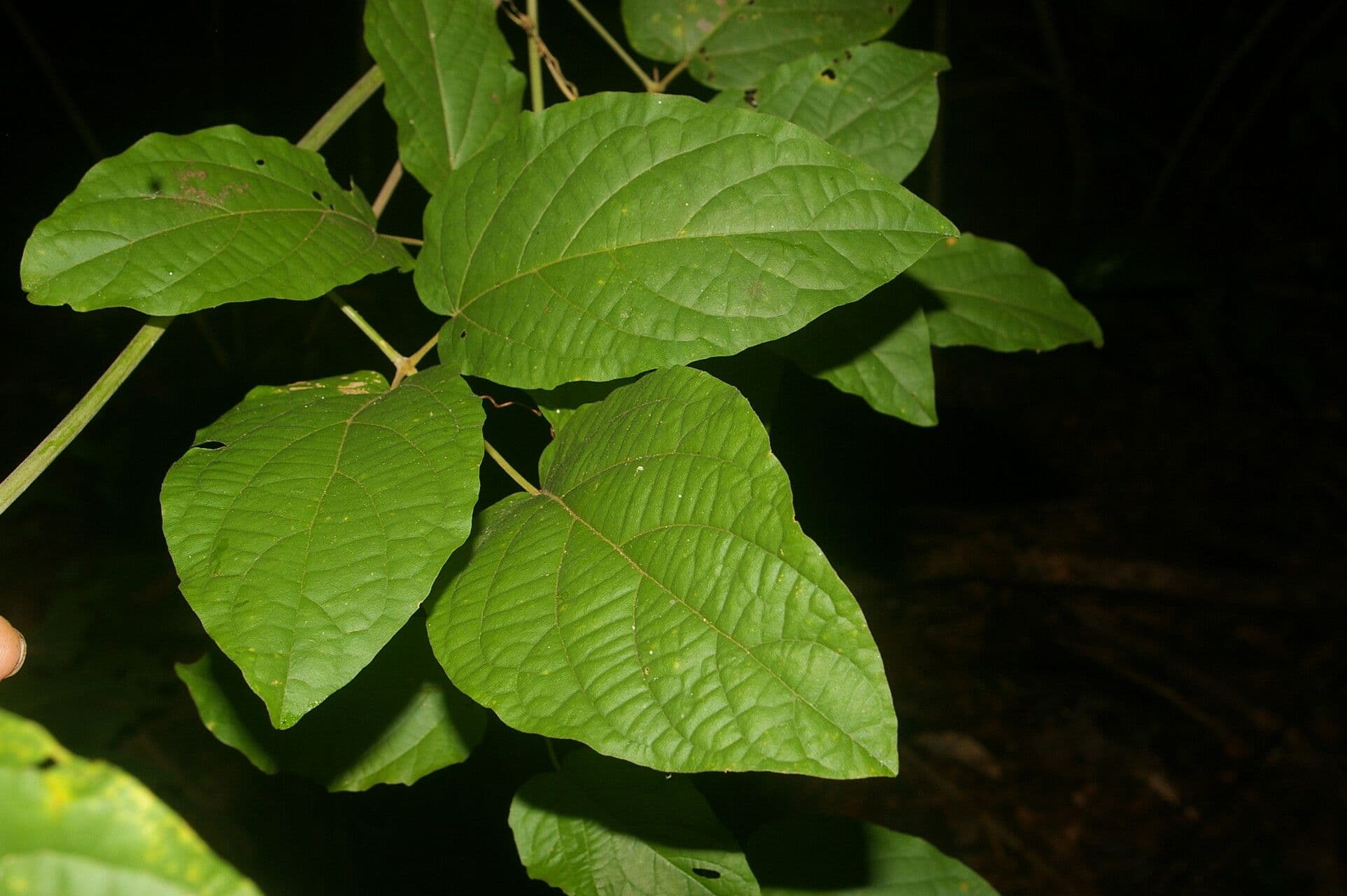 Stizophyllum riparium 3