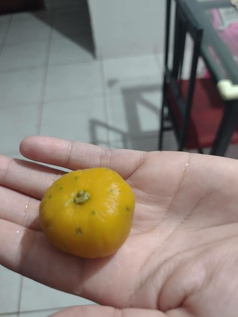 Eugenia 5