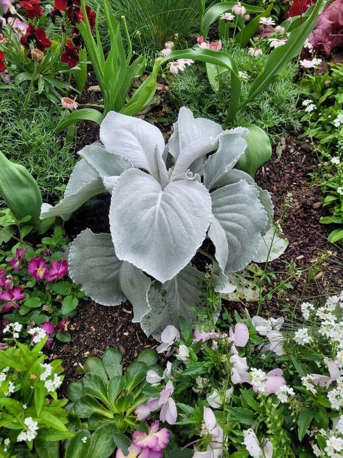 Senecio 8