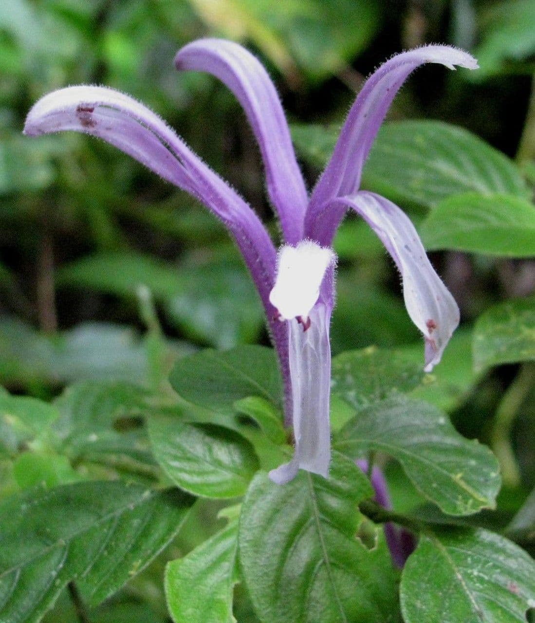 Poikilacanthus 3