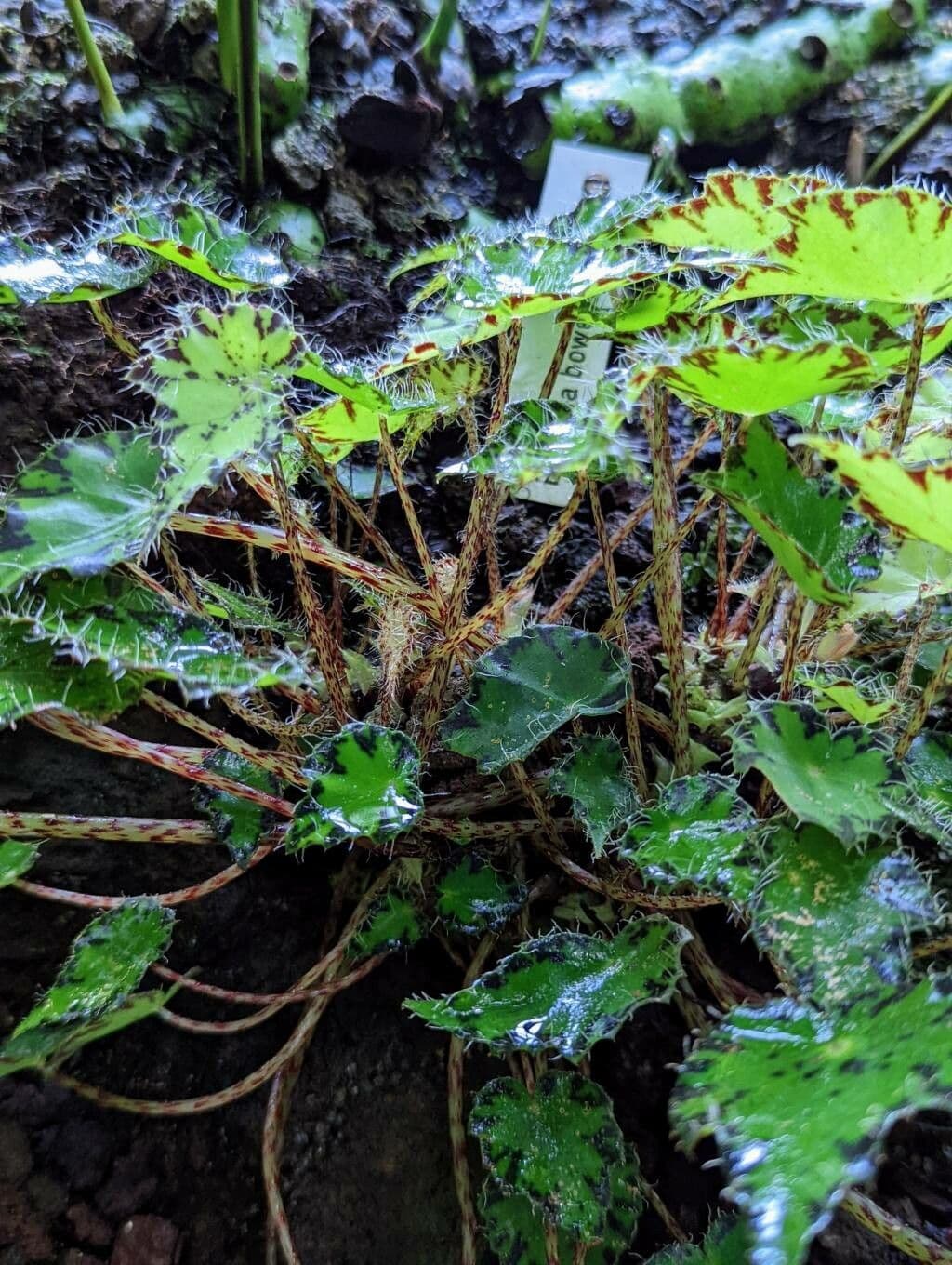 Begonia 10