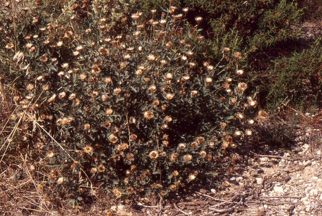 Centaurea collina 11