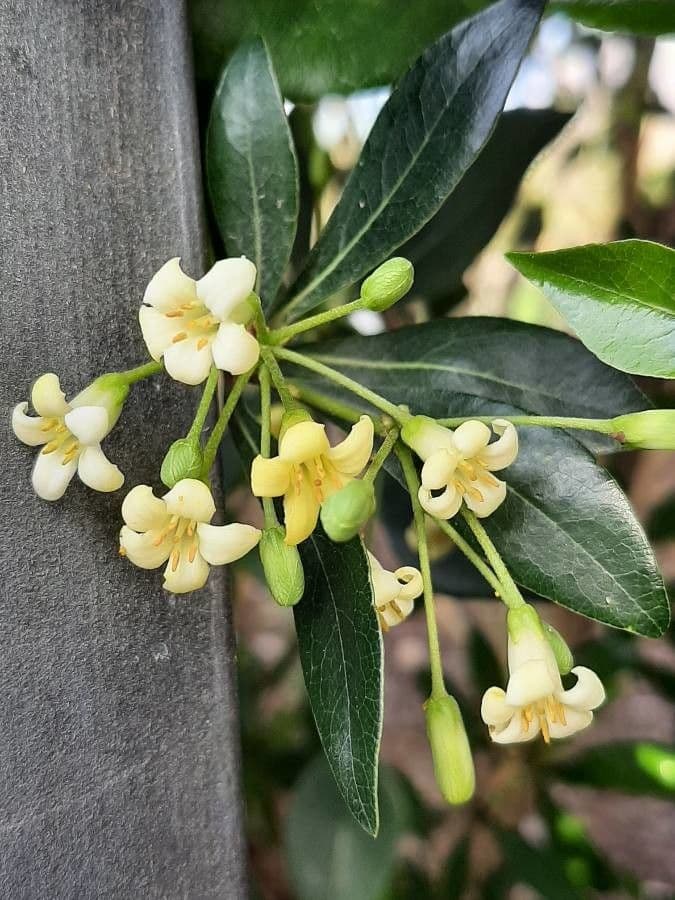 Pitosporum 7